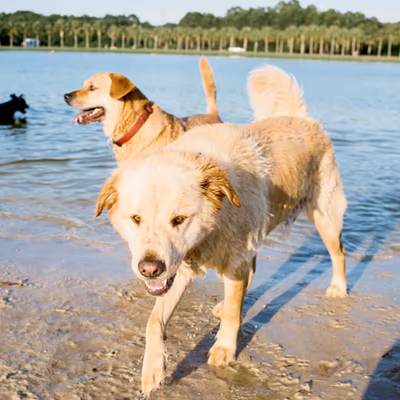 Ashley River Dog Park photo 2